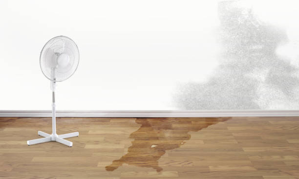 Best Water damage restoration near me  in Hillsboro, MO
